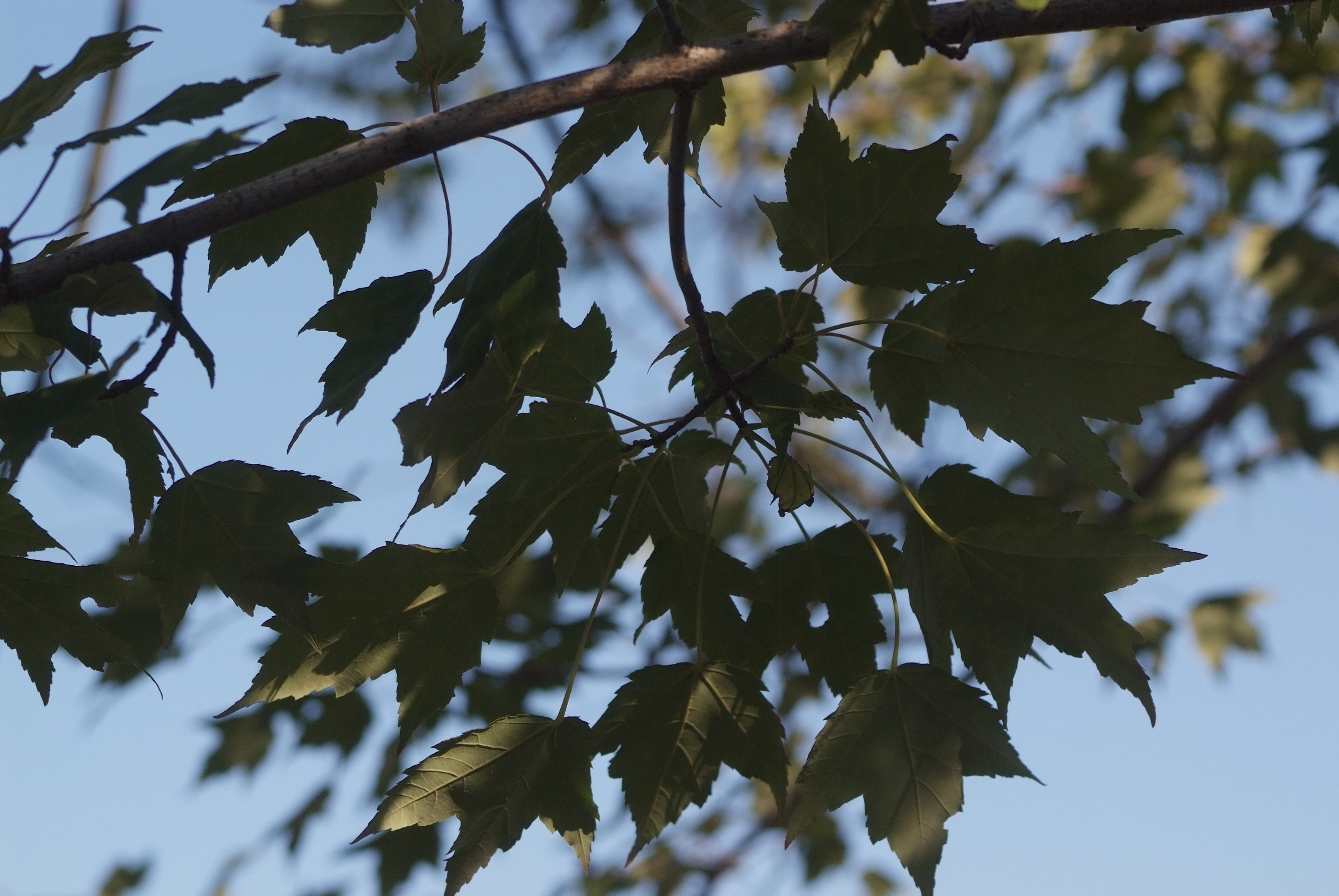 Autumn